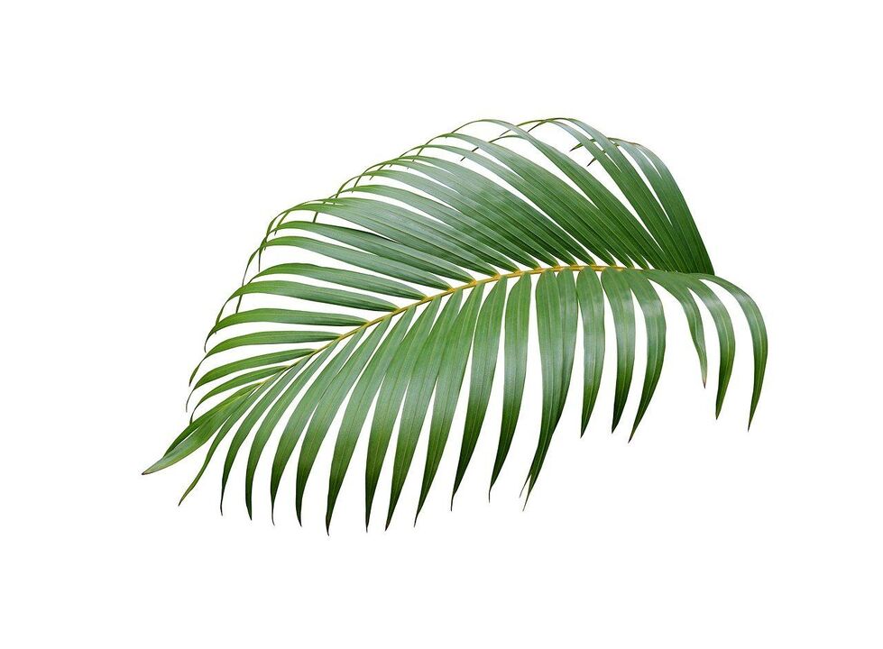 Palm de cérénia dans les capsules de zxcvbnmqwert